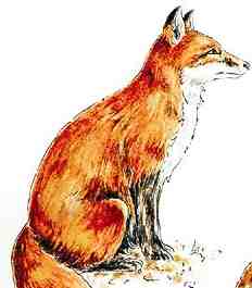 Fox