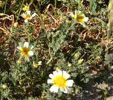 Wild flowers on Paros island, Greece.