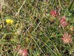 Wildflowers on Paros island, Greece.