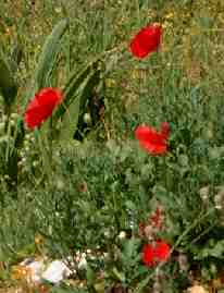 Wildflowers on Paros island, Greece.