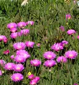 Wildflowers on Paros island, Greece.