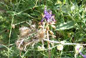 Wildflowers on Paros island, Greece.
