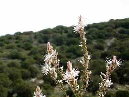 Image of a white wildflower on Paros island, Greece.